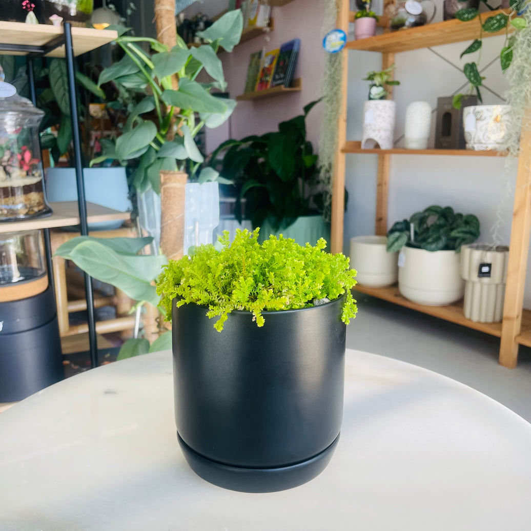 Selaginalla kraussiana "Golden Spinke Moss" & Oslo Planter Jet Black Small