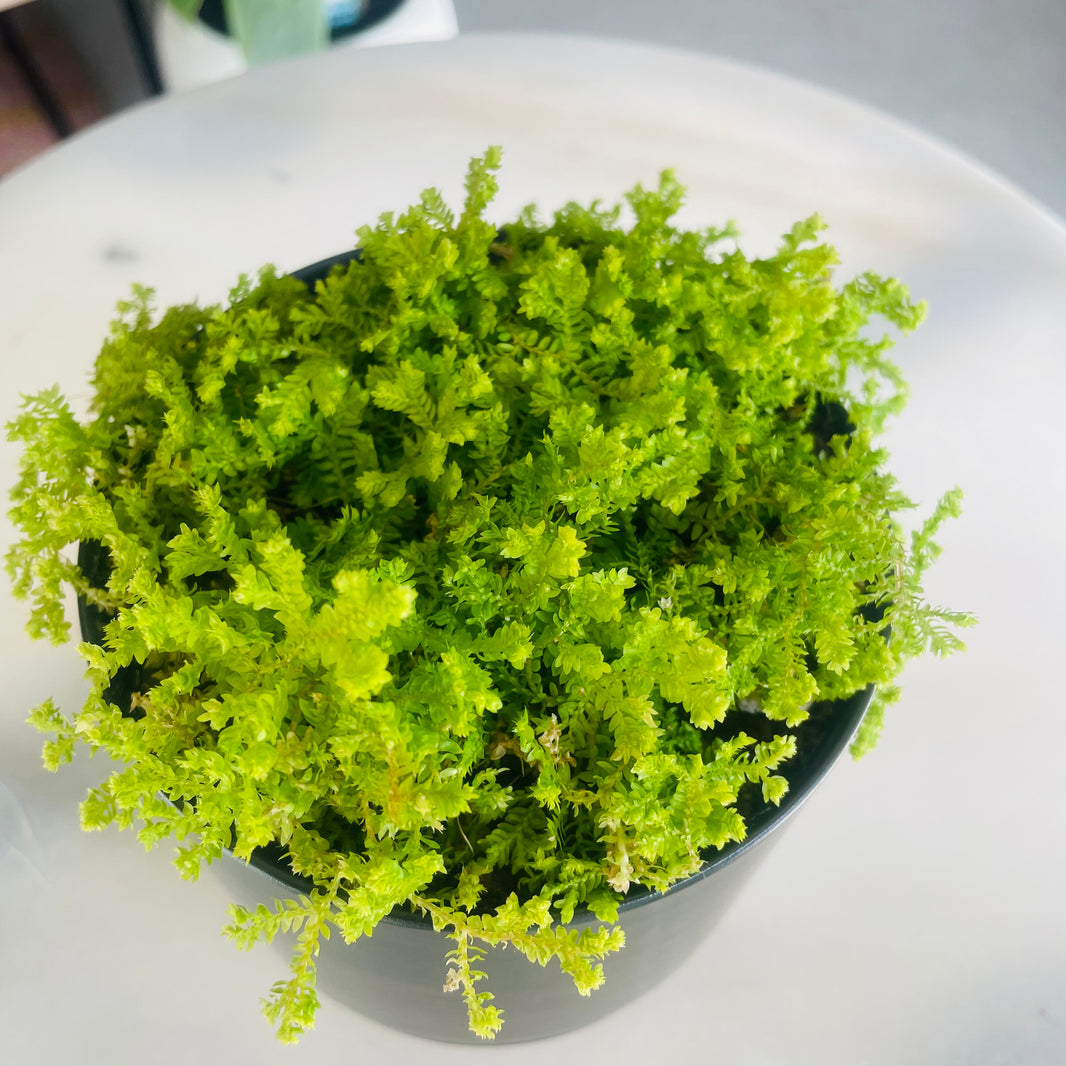Selaginalla kraussiana "Golden Spinke Moss" & Oslo Planter Jet Black Small
