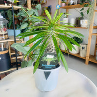Pachypodium lamerei 'Madagascar Palm' 130mm Nursery Pot