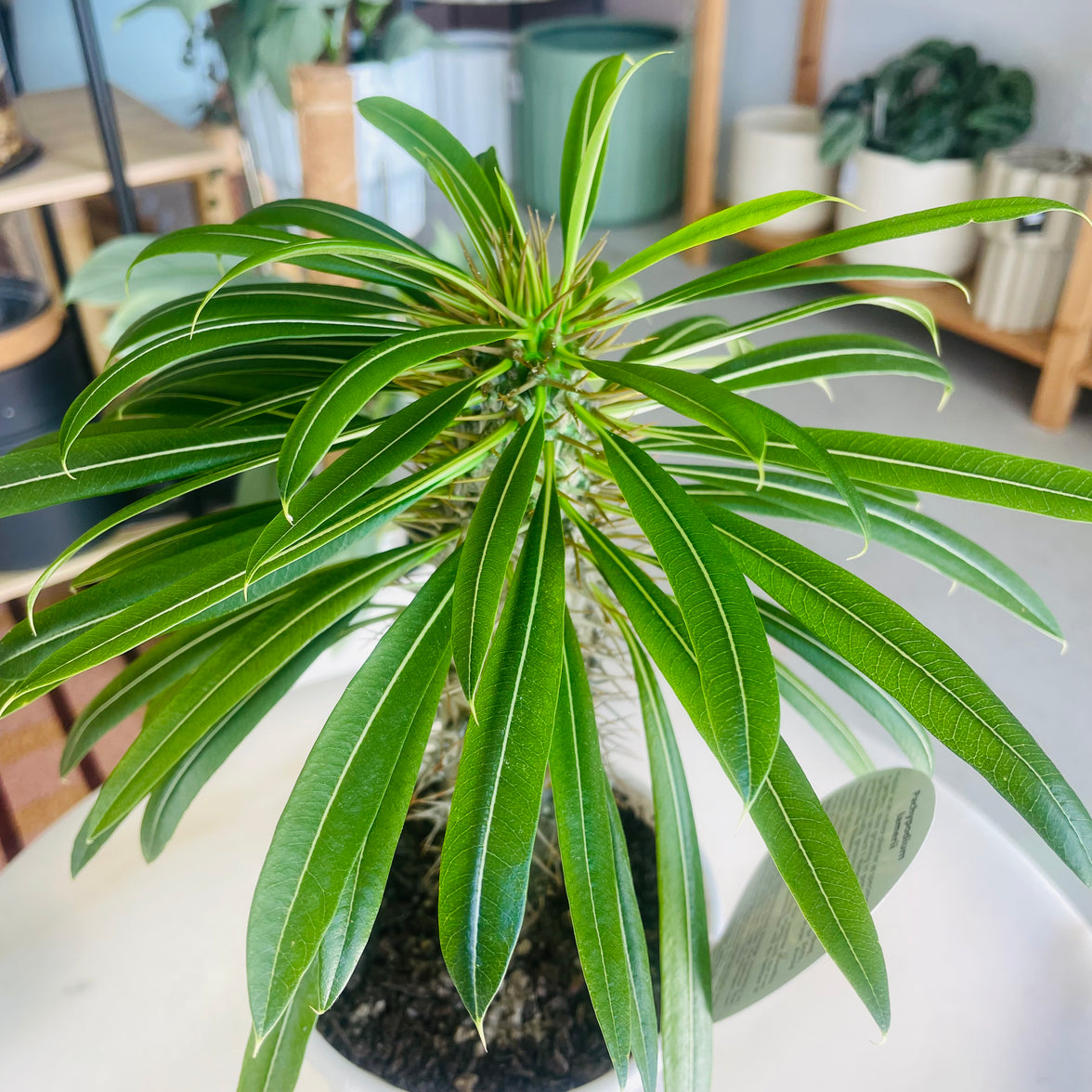 Pachypodium lamerei 'Madagascar Palm' 130mm Nursery Pot