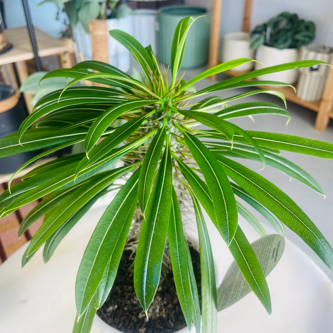 Pachypodium lamerei 'Madagascar Palm' 130mm Nursery Pot