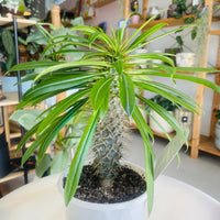 Pachypodium lamerei 'Madagascar Palm' 130mm Nursery Pot