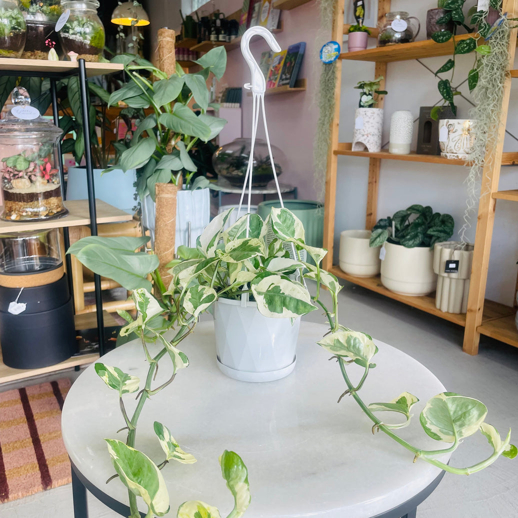 Epipremnum aureum N'Joy 130mm Nursery Pot