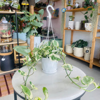 Epipremnum aureum N'Joy 130mm Nursery Pot