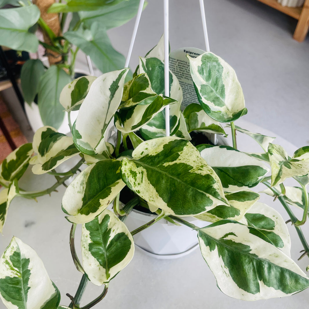 Epipremnum aureum N'Joy 130mm Nursery Pot