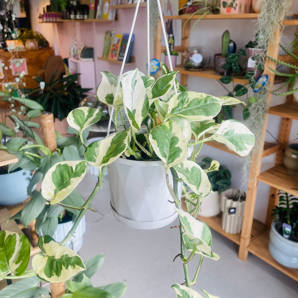 Epipremnum aureum N'Joy 130mm Nursery Pot