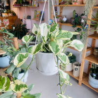 Epipremnum aureum N'Joy 130mm Nursery Pot