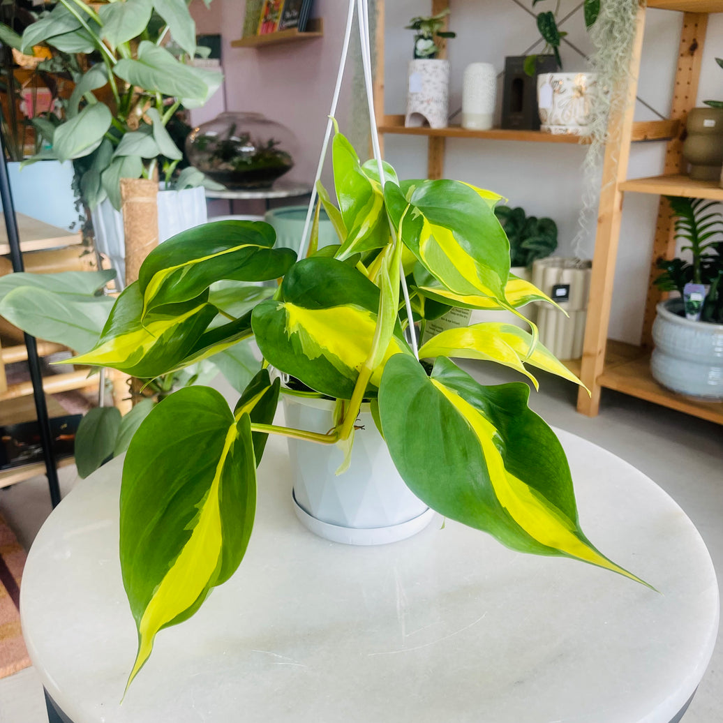 Philodendron hederaceum ‘Brasil’ 130mm Nursery Pot