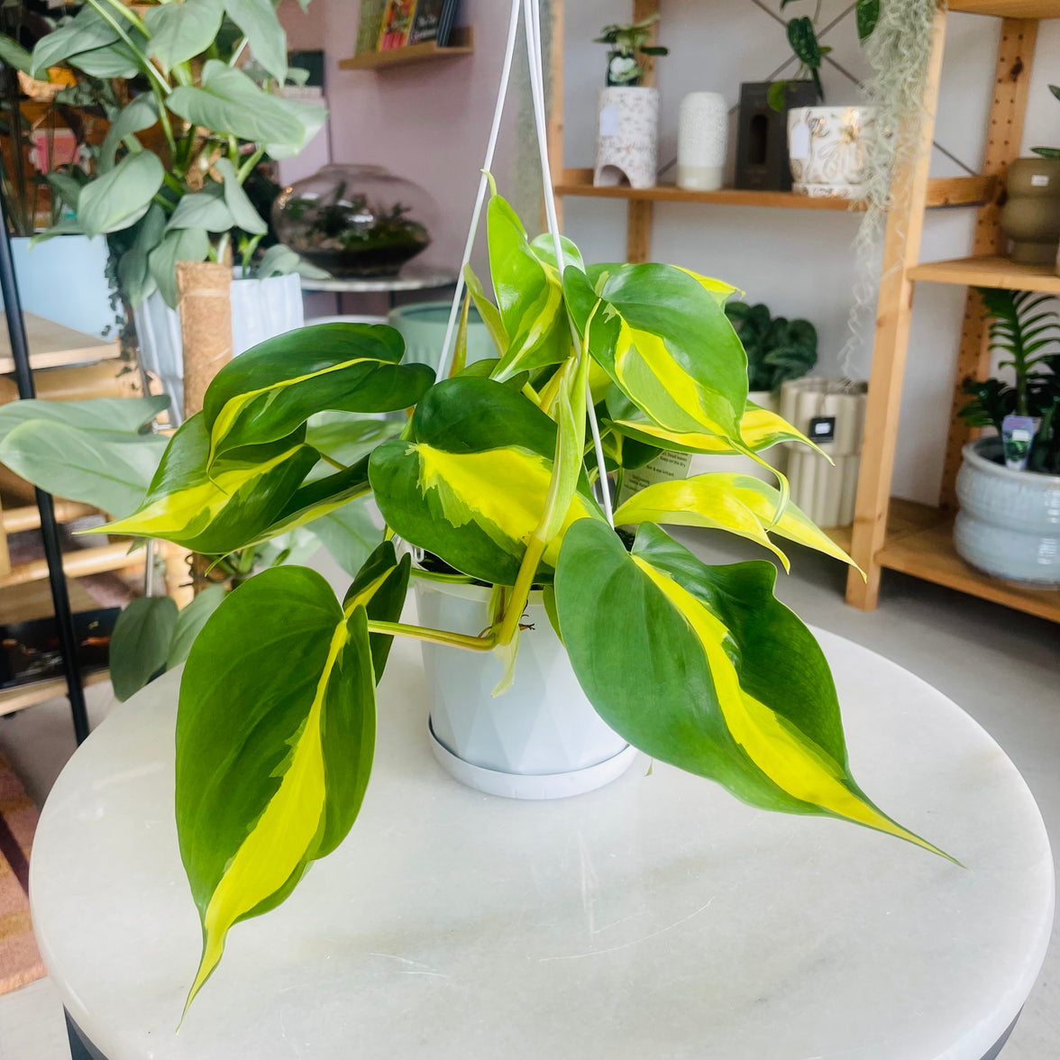 buy philodendron brasil australia Philodendron Brasil 13cm