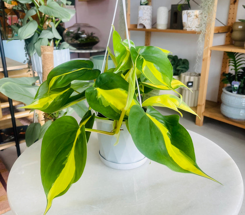 philodendron brasil australia Philodendron Brasil 13cm