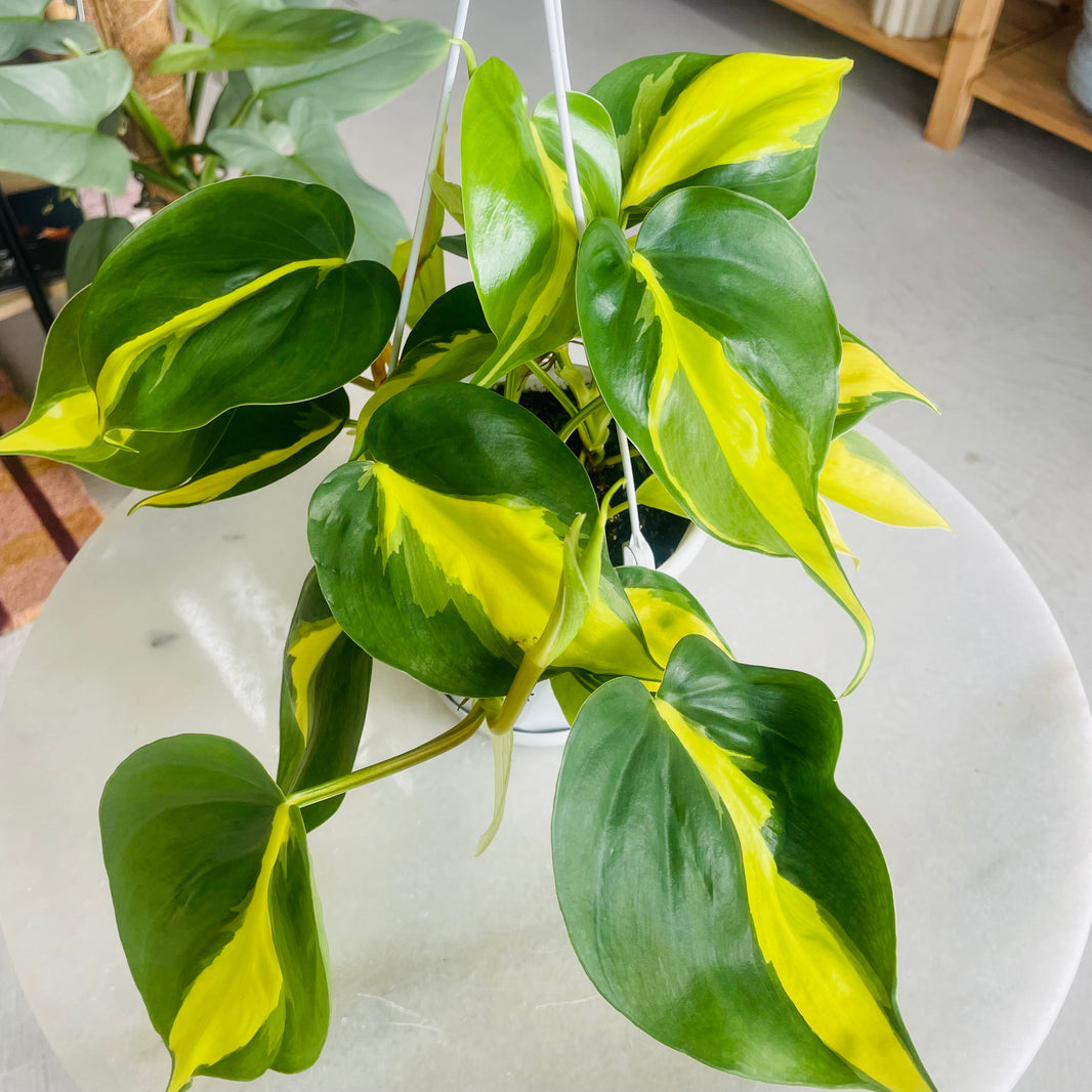 Philodendron hederaceum ‘Brasil’ 130mm Nursery Pot