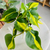 Philodendron hederaceum ‘Brasil’ 130mm Nursery Pot