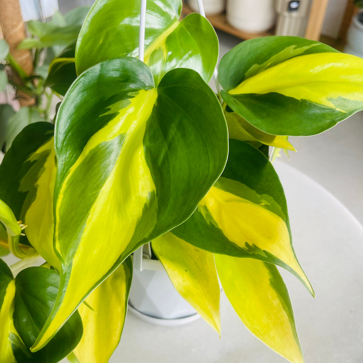 Philodendron hederaceum ‘Brasil’ 130mm Nursery Pot