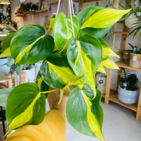 Philodendron hederaceum ‘Brasil’ 130mm Nursery Pot