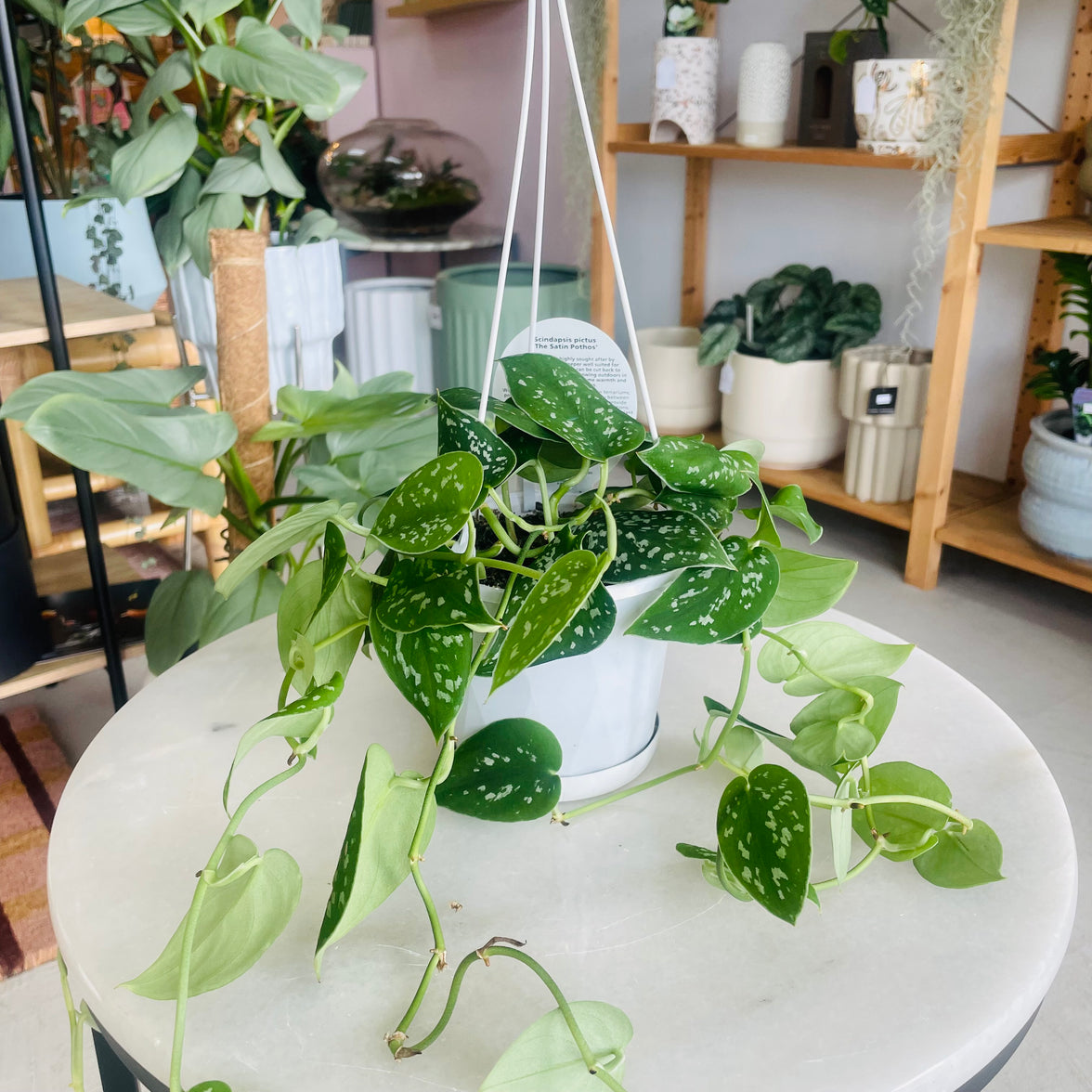 Scindapsis pictus 'The Satin Pothos' 130mm Nursery Pot