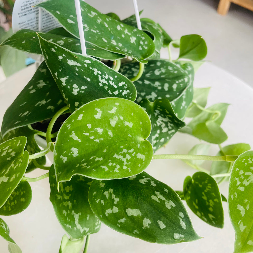 Scindapsis pictus 'The Satin Pothos' 130mm Nursery Pot