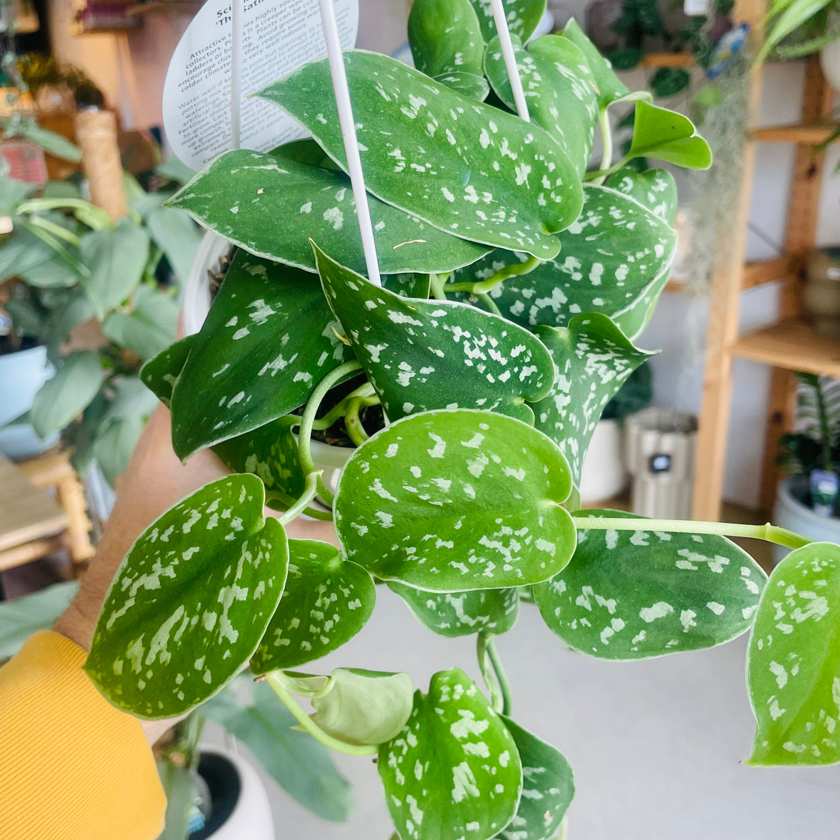 Scindapsis pictus 'The Satin Pothos' 130mm Nursery Pot