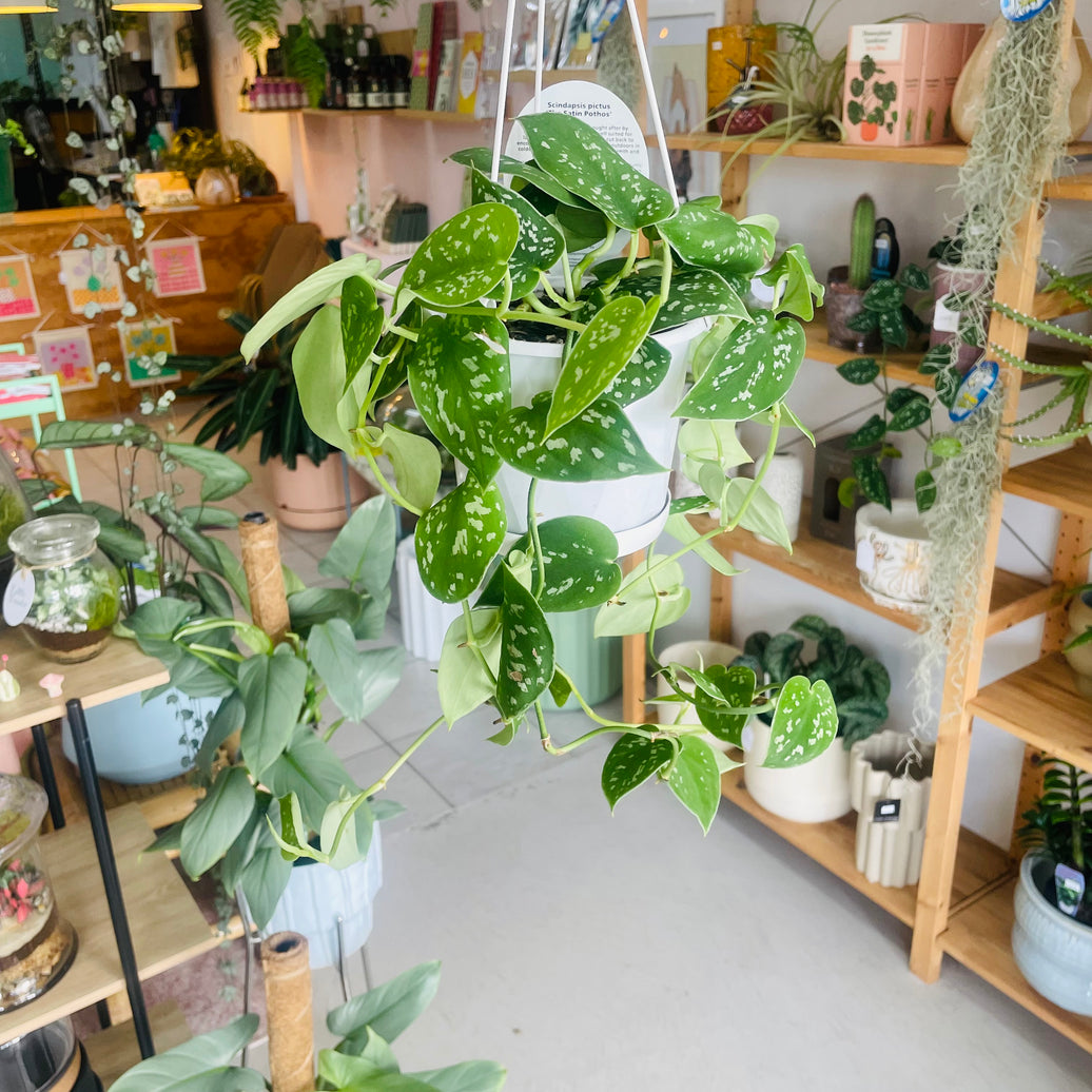 Scindapsis pictus 'The Satin Pothos' 130mm Nursery Pot