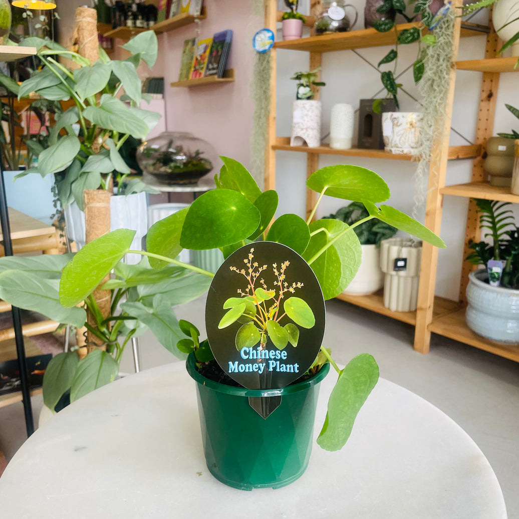 Pilea peperomiodes "The Chinese Money Plant" 130mm Nursery Pot