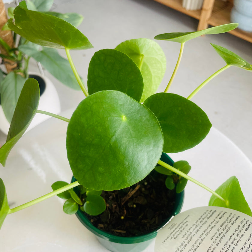 money plant australia Pilea Peperomioides 130mm