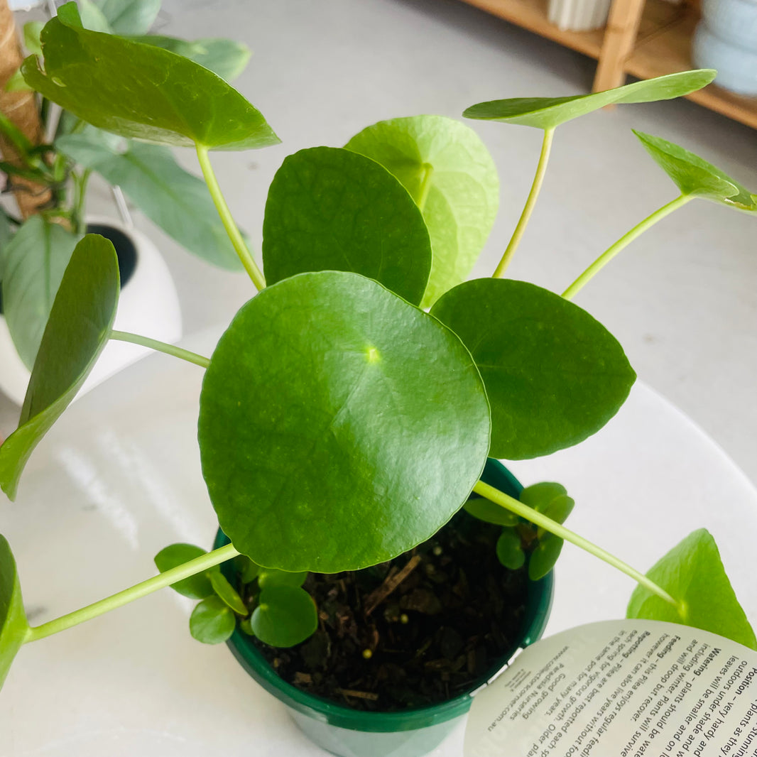 Pilea peperomiodes "The Chinese Money Plant" 130mm Nursery Pot
