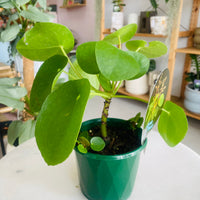 Pilea peperomiodes "The Chinese Money Plant" 130mm Nursery Pot