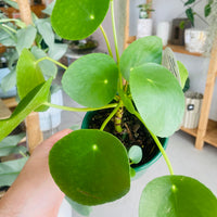 Pilea peperomiodes "The Chinese Money Plant" 130mm Nursery Pot