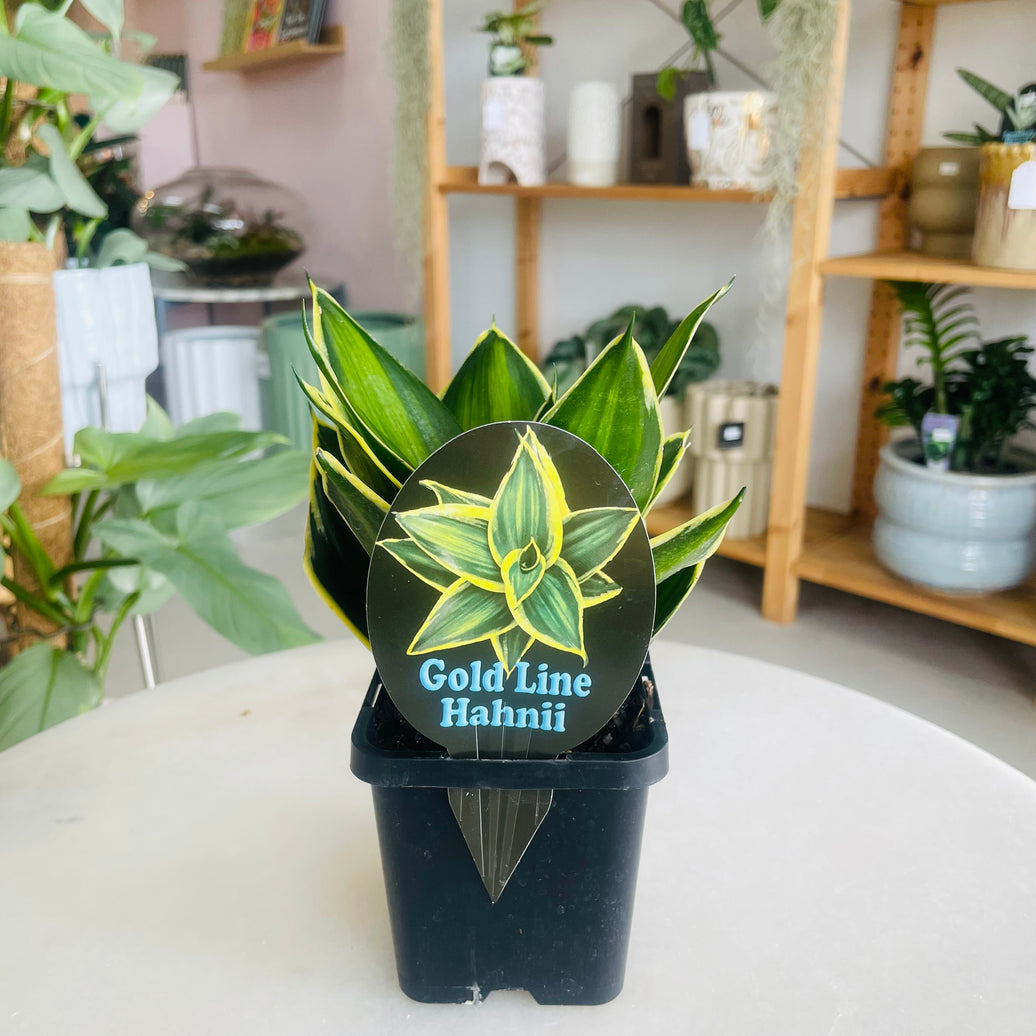 Sansevieria Gold Line Hahnii 100mm Square Nursery Pot