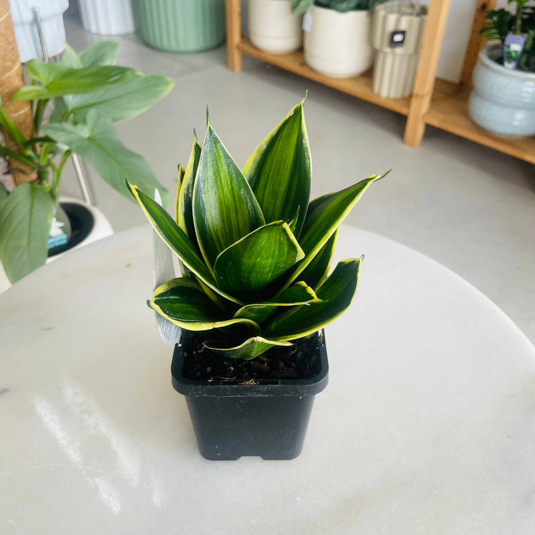 Sansevieria Gold Line Hahnii 100mm Square Nursery Pot
