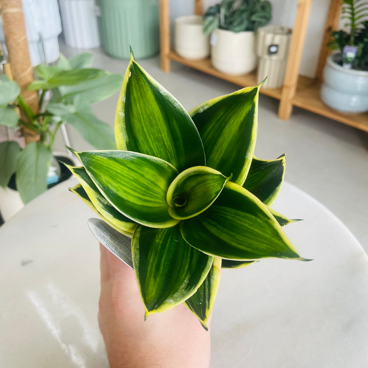 Sansevieria Gold Line Hahnii 100mm Square Nursery Pot