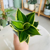 Sansevieria Gold Line Hahnii 100mm Square Nursery Pot