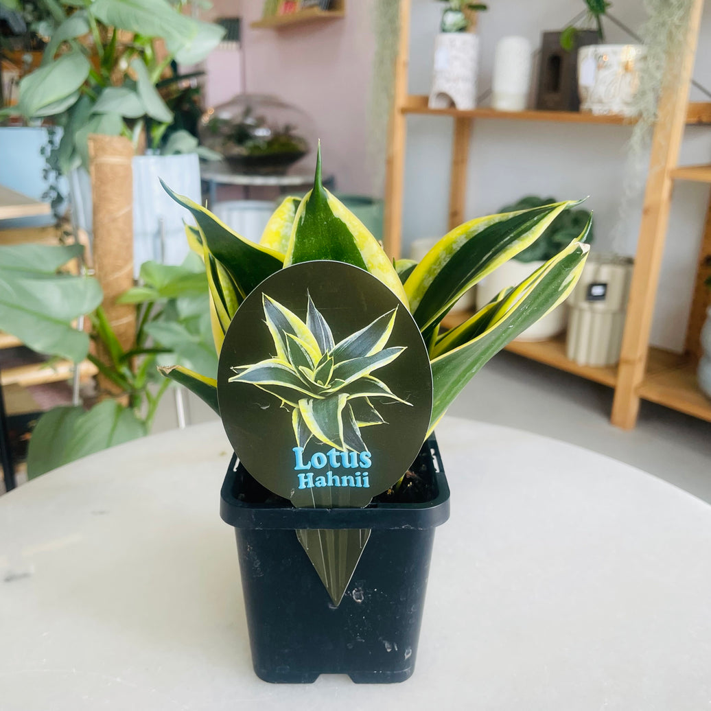 Sansevieria Lotus Hahnii 100mm Square Nursery Pot