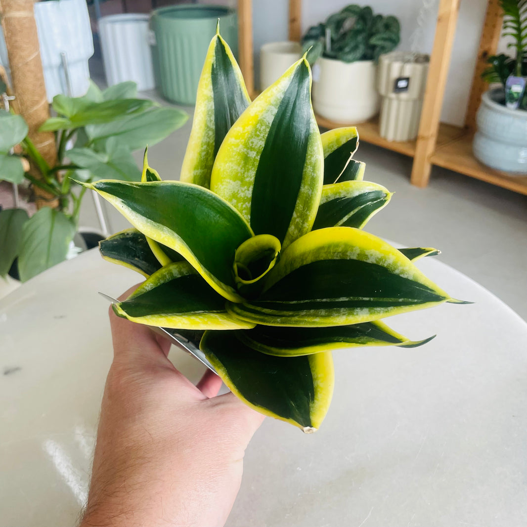 Sansevieria Lotus Hahnii 100mm Square Nursery Pot