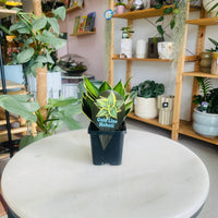 Sansevieria Gold Line Hahnii 100mm Square Nursery Pot