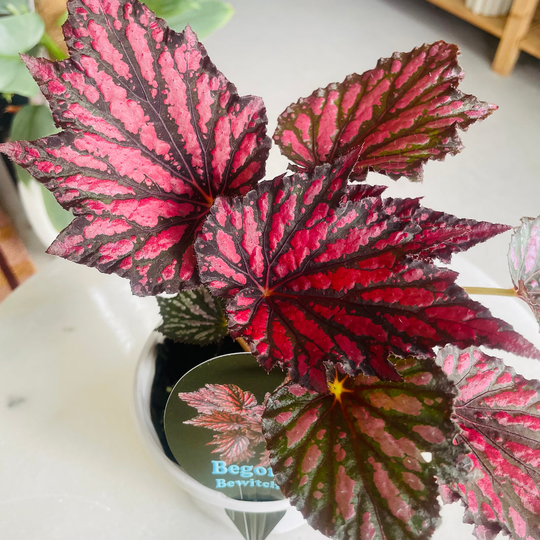 Begonia Bewitched 'Red Black' 130mm Nursery Pot