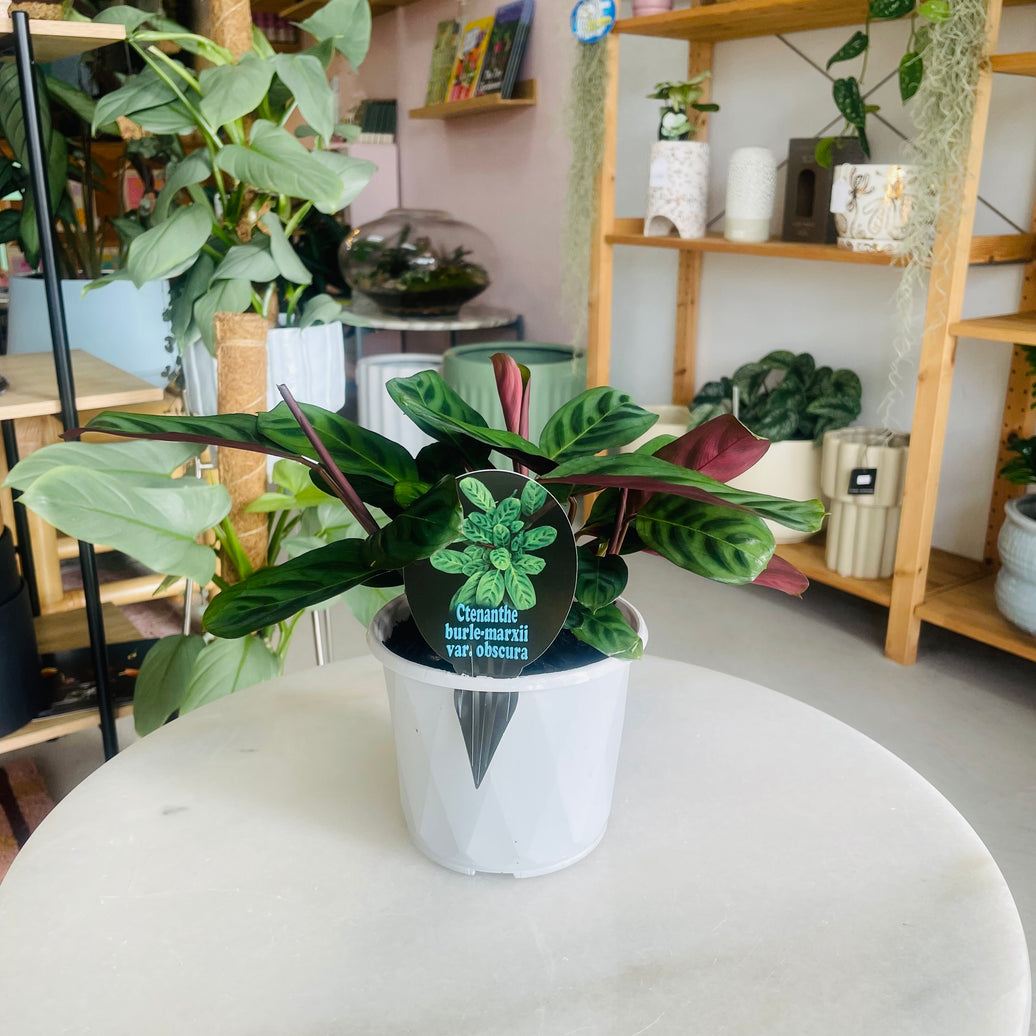 Ctenathe burle-marxii 'Obscura' 130mm Nursery Pot