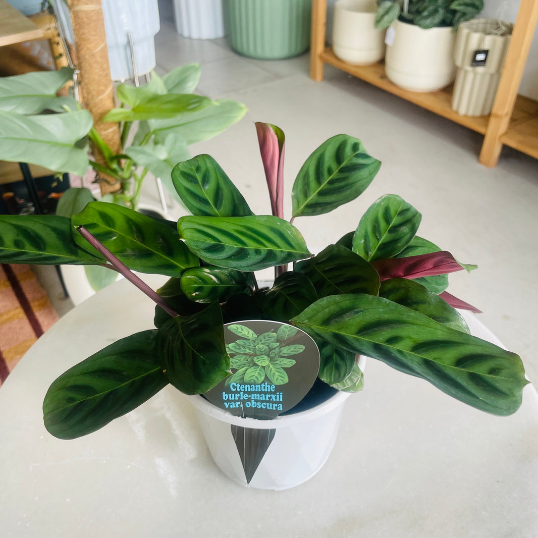 Ctenathe burle-marxii 'Obscura' 130mm Nursery Pot
