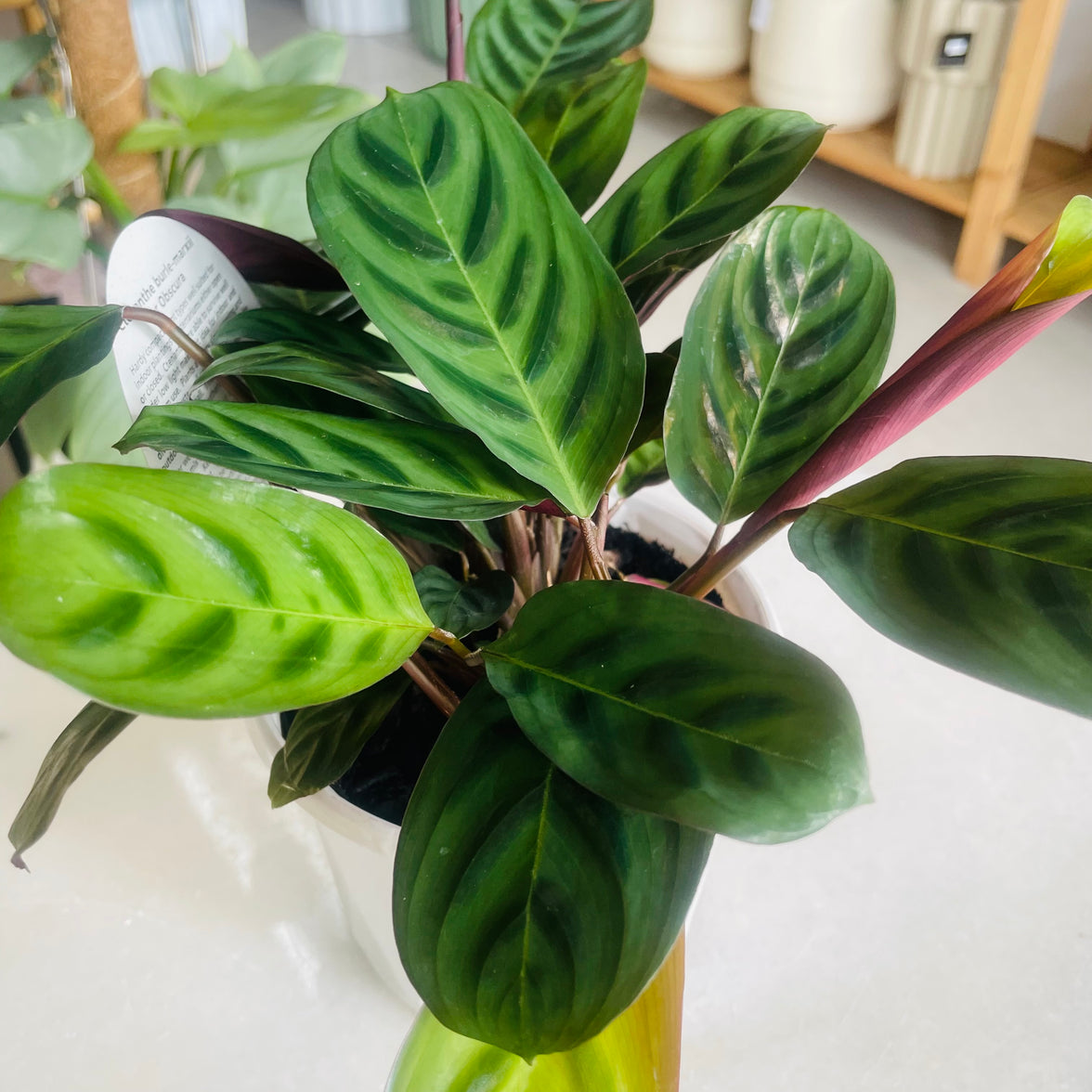 Ctenathe burle-marxii 'Obscura' 130mm Nursery Pot