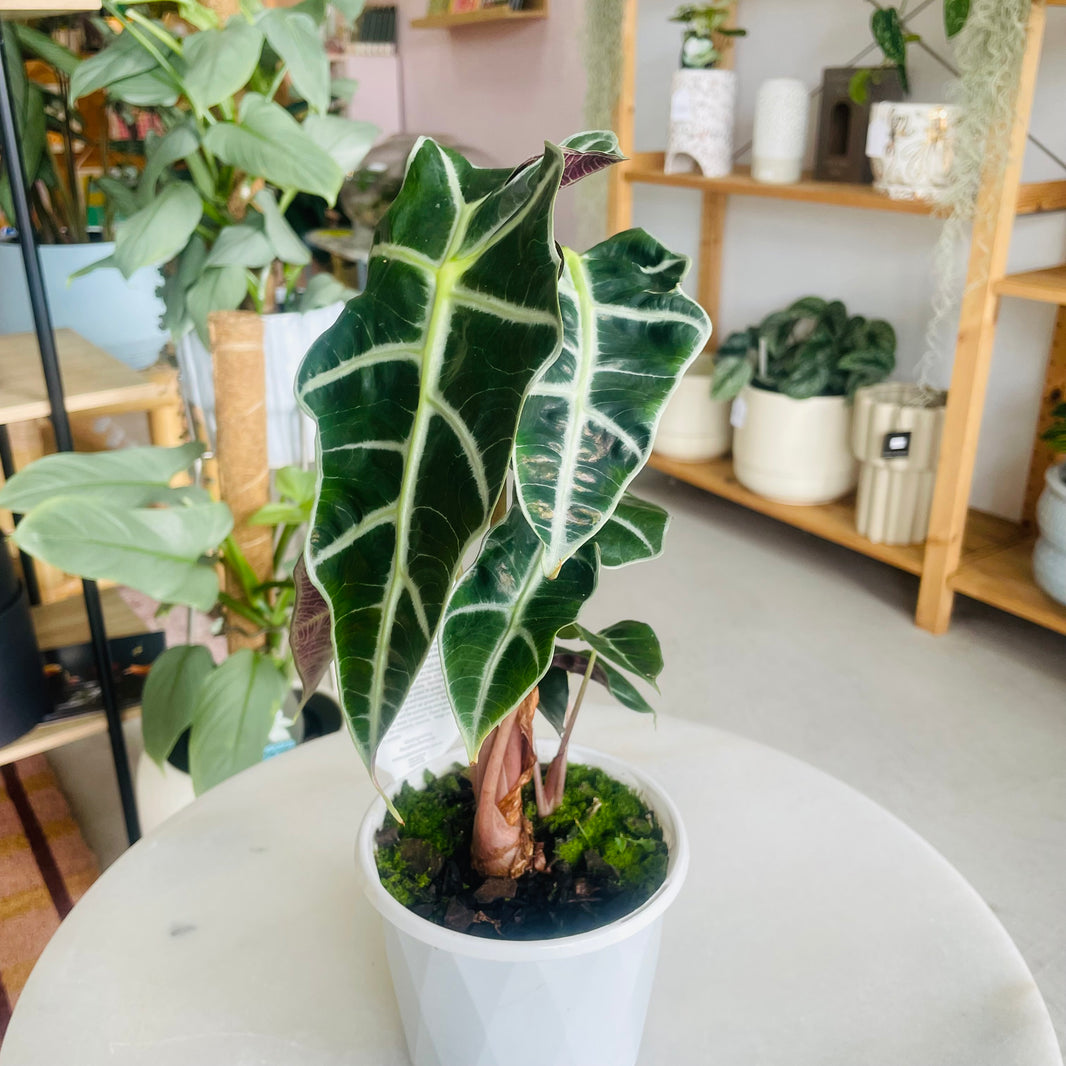 Alocasia Amazonica 'Dwarf Amazonica' 130mm Nursery Pot