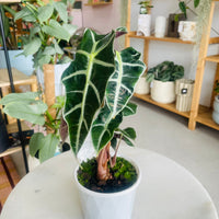 Alocasia Amazonica 'Dwarf Amazonica' 130mm Nursery Pot