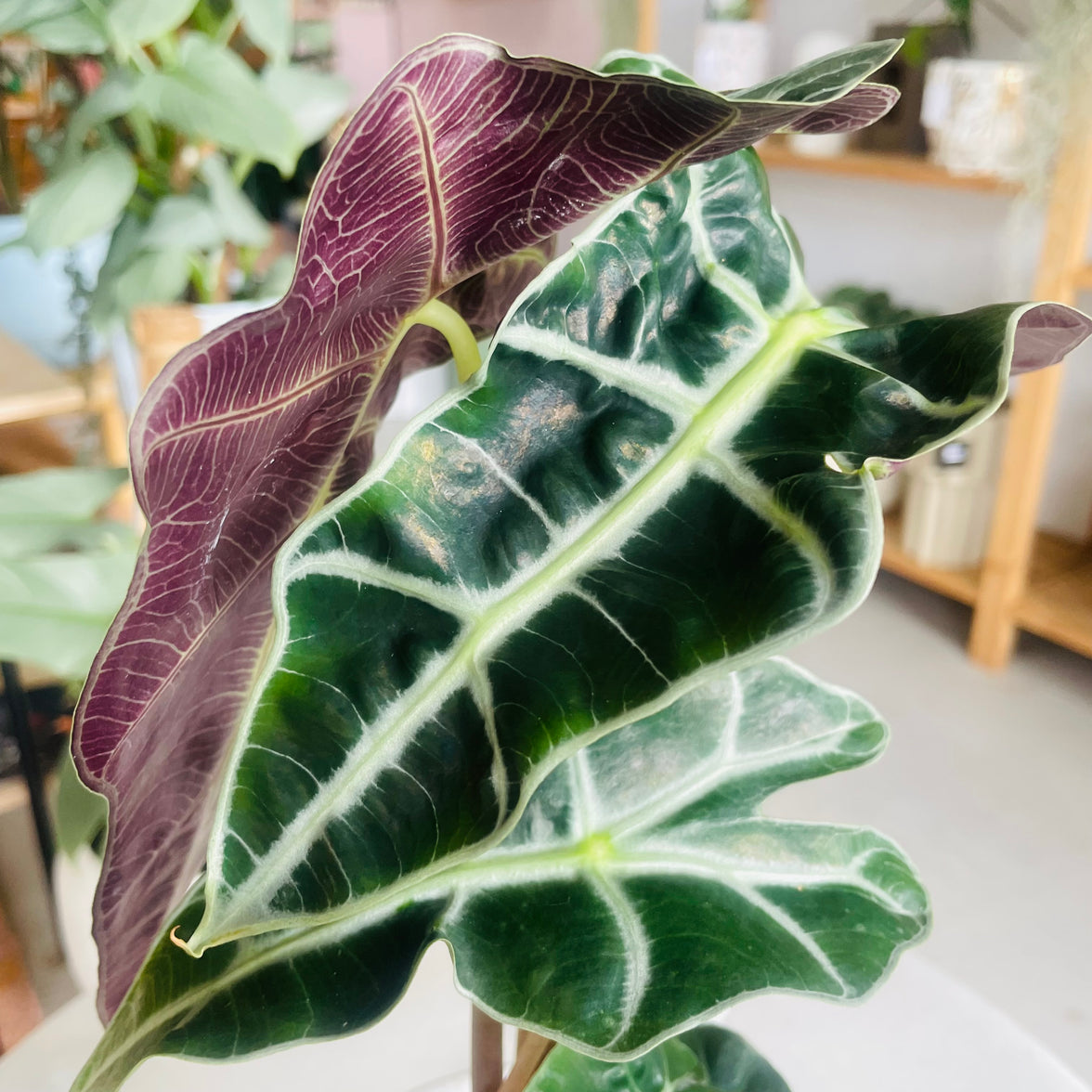 Alocasia Amazonica 'Dwarf Amazonica' 130mm Nursery Pot