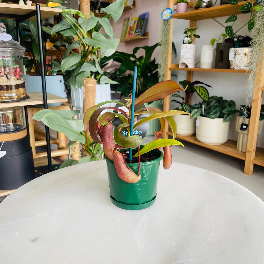Nepenthes 'Red Beauty' 100mm Nursery Pot
