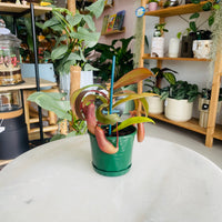 Nepenthes 'Red Beauty' 100mm Nursery Pot