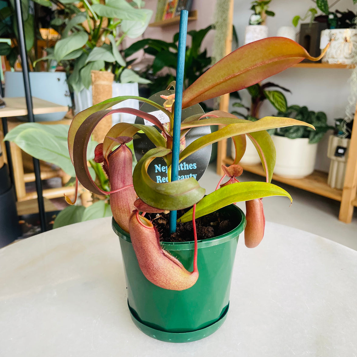 Nepenthes 'Red Beauty' 100mm Nursery Pot