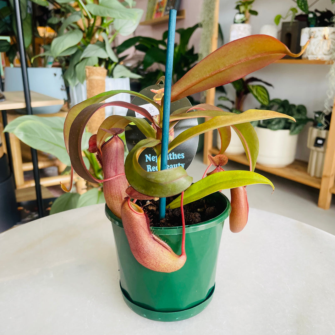 Nepenthes 'Red Beauty' 100mm Nursery Pot