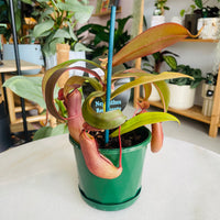 Nepenthes 'Red Beauty' 100mm Nursery Pot