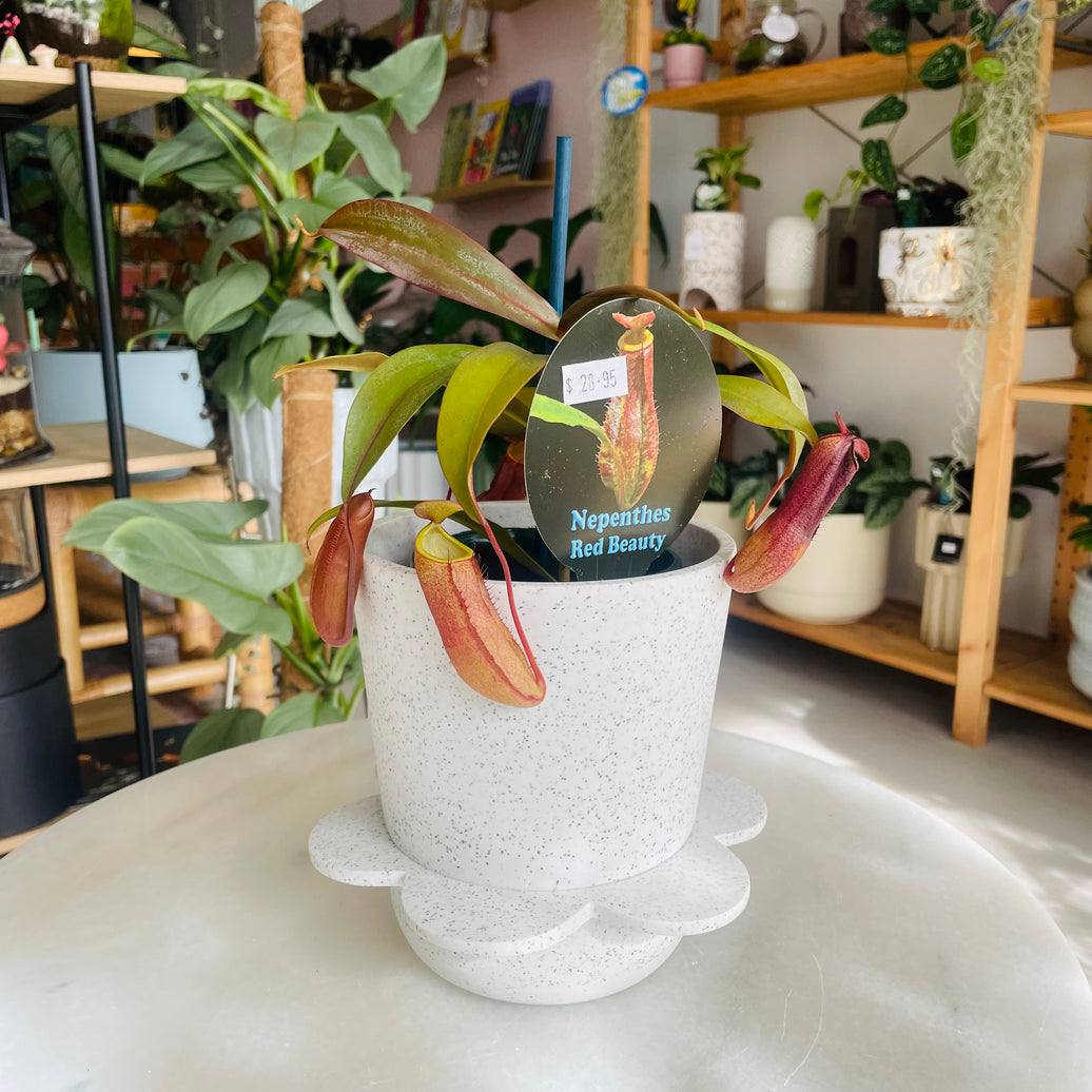 Nepenthes Red Beauty & Spring Pot White w/ Agave Speckle