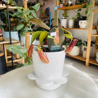 Nepenthes Red Beauty & Spring Pot White w/ Agave Speckle