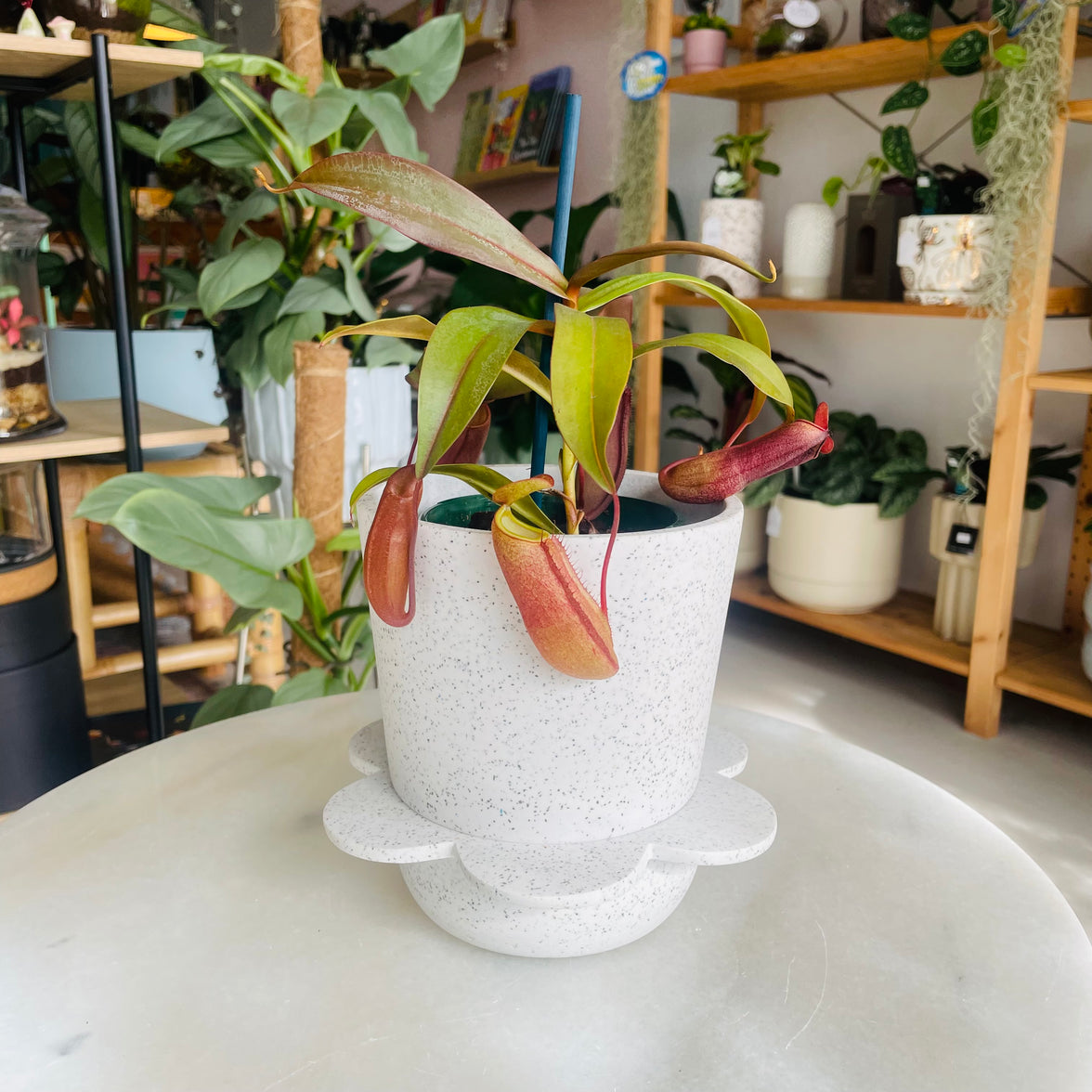 Nepenthes Red Beauty & Spring Pot White w/ Agave Speckle
