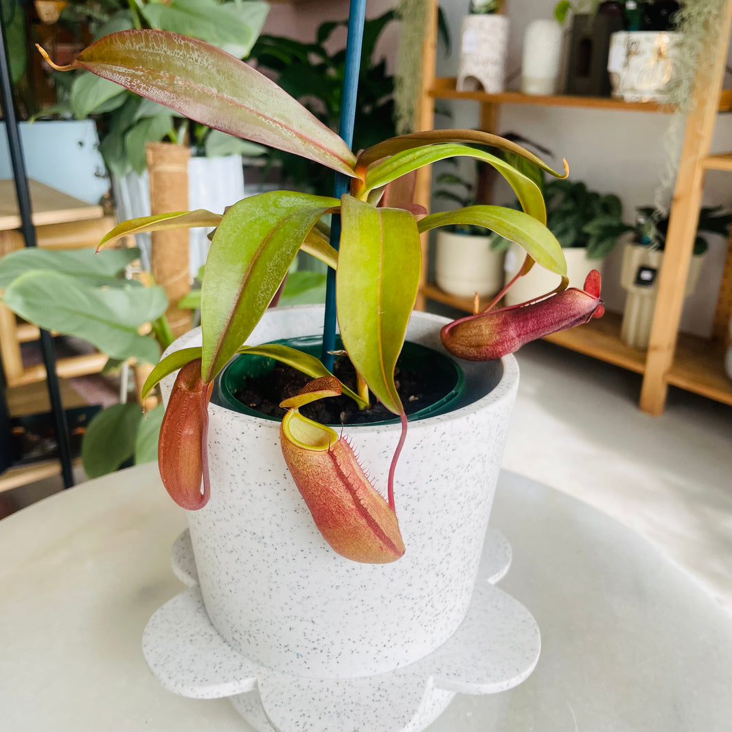 Nepenthes Red Beauty & Spring Pot White w/ Agave Speckle
